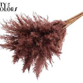 Gedroogde Pampas Pluimen | Kleur: Bruin | Pampas Droogbloemen | Lengte ± 70 centimeter | 10 pluimen per bos | Per bos