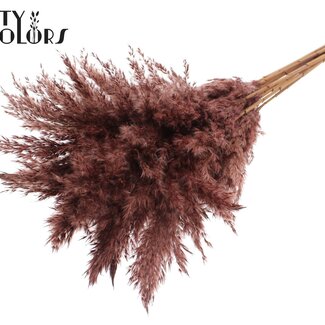 QC Gedroogde Pampas Pluimen | Kleur: Bruin | Pampas Droogbloemen | Lengte ± 70 centimeter | 10 pluimen per bos | Per bos