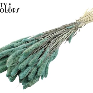 Gedroogde Gebleekte Setaria | Kleur: Frosted Lichtblauw | Setarea Droogbloemen | Lengte ± 70 centimeter | Gewicht 210 gram | Per bos
