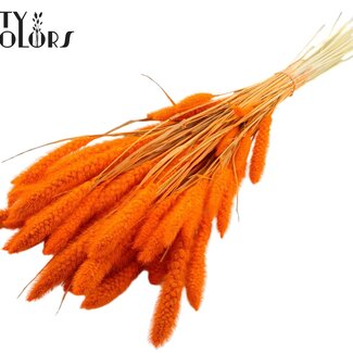 Gedroogde Gebleekte Setaria | Kleur: Oranje | Setarea Droogbloemen | Lengte ± 70 centimeter | Gewicht 210 gram | Per bos