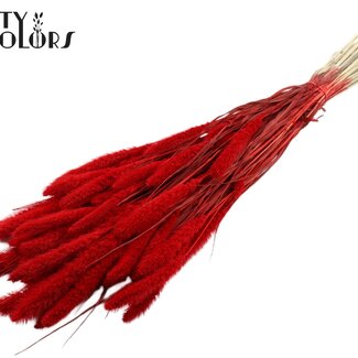Gedroogde Gebleekte Setaria | Kleur: Rood | Setarea Droogbloemen | Lengte ± 70 centimeter | Gewicht 210 gram | Per bos