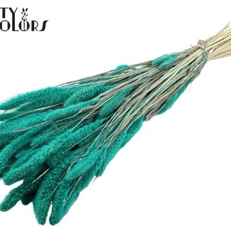 Gedroogde Gebleekte Setaria | Kleur: Turquoise | Setarea Droogbloemen | Lengte ± 70 centimeter | Gewicht 210 gram | Per bos