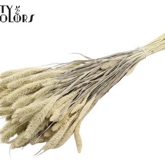 QC Gedroogde Gebleekte Setaria | Kleur: Frosted Wit | Setarea Droogbloemen | Lengte ± 70 centimeter | Gewicht 210 gram | Per bos