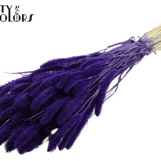 QC Gedroogde Gebleekte Setaria | Kleur: Paars | Setarea Droogbloemen | Lengte ± 70 centimeter | Gewicht 210 gram | Per bos