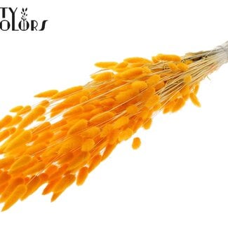 Gedroogde Gebleekte Hazenstaartjes Premium | Kleur: Abrikooskleurig | Lagurus Ovatus droogbloemen | Lengte ± 70 centimeter | Gewicht 100 gram | Per bos
