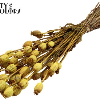 Gedroogde Slaapbol | Kleur: Geel | Papaver Somniferum Droogbloemen | Lengte ± 60 centimeter | Gewicht 200 gram | Per bos