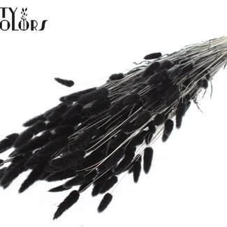 Gedroogde Gebleekte Hazenstaartjes Premium | Kleur: Zwart | Lagurus Ovatus droogbloemen | Lengte ± 70 centimeter | Gewicht 100 gram | Per bos