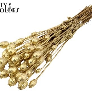 Gedroogde Slaapbol | Kleur: Goudkleurig | Papaver Somniferum Droogbloemen | Lengte ± 60 centimeter | Gewicht 200 gram | Per bos
