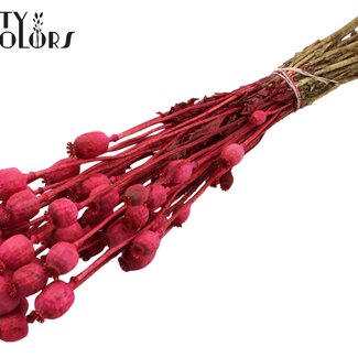 QC Getrockneter Schlafmohn | Farbe: Kirschrot | Papaver Somniferum Trockenblumen | Länge ± 60 Zentimeter | Gewicht 200 Gramm | Pro Bund
