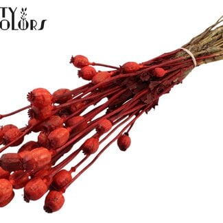 Gedroogde Slaapbol | Kleur: Rood | Papaver Somniferum Droogbloemen | Lengte ± 60 centimeter | Gewicht 200 gram | Per bos
