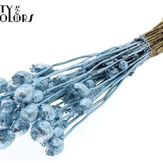 Gedroogde Slaapbol | Kleur: Metallic Blauw | Papaver Somniferum Droogbloemen | Lengte ± 60 centimeter | Gewicht 200 gram | Per bos