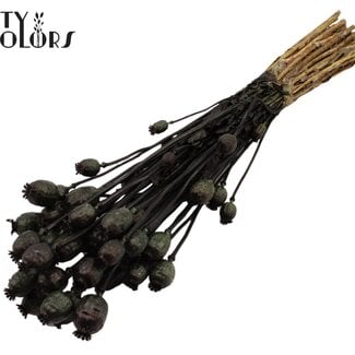 Gedroogde Slaapbol | Kleur: Zwart | Papaver Somniferum Droogbloemen | Lengte ± 60 centimeter | Gewicht 200 gram | Per bos
