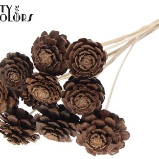 Halve Dennenappel op stok | Kleur: Naturelle Bruin | Diameter 5 - 7 centimeter | Lengte ± 50 centimeter | 10 bijstekers per bos