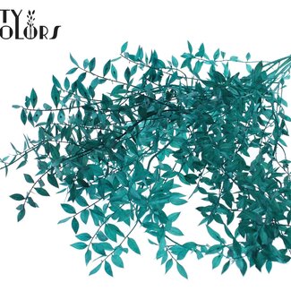 Gedroogde Ruscus | Kleur: Turquoise | Ruscus Droogbloemen | Lengte ± 70 centimeter | 10 takken per bos | Per bos