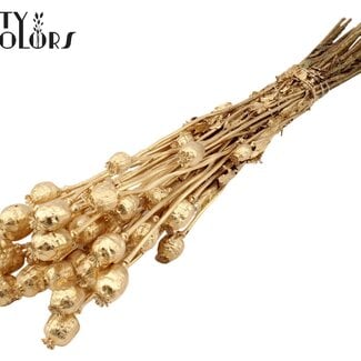Gedroogde Slaapbol | Kleur: Antiek Goudkleurig | Papaver Somniferum Droogbloemen | Lengte ± 60 centimeter | Gewicht 200 gram | Per bos