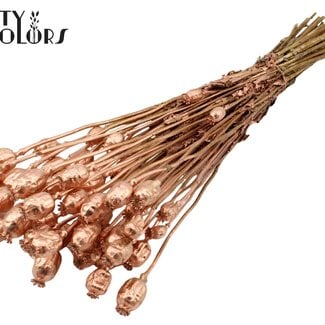 Gedroogde Slaapbol | Kleur: Koperkleurig | Papaver Somniferum Droogbloemen | Lengte ± 60 centimeter | Gewicht 200 gram | Per bos