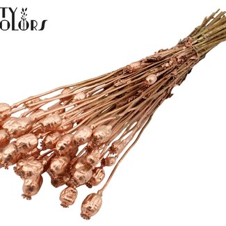 QC Gedroogde Slaapbol | Kleur: Koperkleurig | Papaver Somniferum Droogbloemen | Lengte ± 60 centimeter | Gewicht 200 gram | Per bos