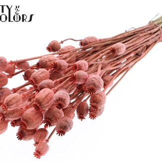 Gedroogde Slaapbol | Kleur: Koraalkleurig | Papaver Somniferum Droogbloemen | Lengte ± 60 centimeter | Gewicht 200 gram | Per bos