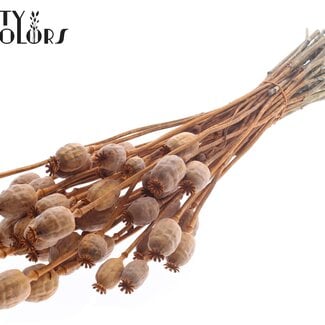 Gedroogde Slaapbol | Kleur: Terracotta | Papaver Somniferum Droogbloemen | Lengte ± 60 centimeter | Gewicht 200 gram | Per bos