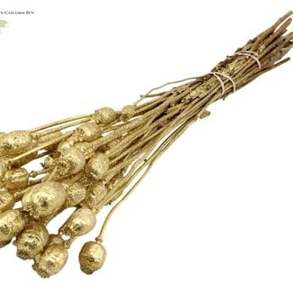 Gedroogde Slaapbol | Kleur: Goudkleurig met Glitter | Papaver Somniferum Droogbloemen | Lengte ± 60 centimeter | Gewicht 200 gram | Per bos