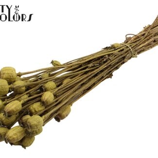Gedroogde Slaapbol | Kleur: Olijfgroen | Papaver Somniferum Droogbloemen | Lengte ± 60 centimeter | Gewicht 200 gram | Per bos