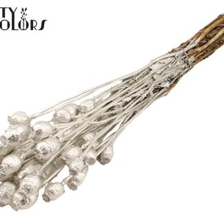 Gedroogde Slaapbol | Kleur: Platinakleurig | Papaver Somniferum Droogbloemen | Lengte ± 60 centimeter | Gewicht 200 gram | Per bos