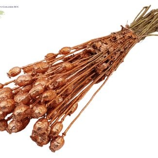 Gedroogde Slaapbol | Kleur: Koperkleurig met Glitter | Papaver Somniferum Droogbloemen | Lengte ± 60 centimeter | Gewicht 200 gram | Per bos