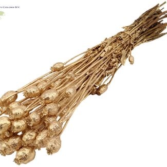 Gedroogde Slaapbol | Kleur: Antiek Goudkleurig met Glitter | Papaver Somniferum Droogbloemen | Lengte ± 60 centimeter | Gewicht 200 gram | Per bos
