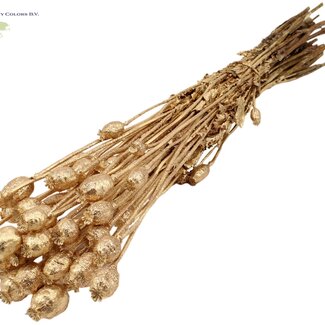 QC Gedroogde Slaapbol | Kleur: Antiek Goudkleurig met Glitter | Papaver Somniferum Droogbloemen | Lengte ± 60 centimeter | Gewicht 200 gram | Per bos