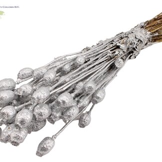 QC Gedroogde Slaapbol | Kleur: Zilverkleurig met Glitter | Papaver Somniferum Droogbloemen | Lengte ± 60 centimeter | Gewicht 200 gram | Per bos