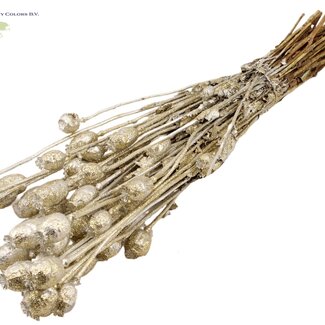 QC Gedroogde Slaapbol | Kleur: Platinakleurig met Glitter | Papaver Somniferum Droogbloemen | Lengte ± 60 centimeter | Gewicht 200 gram | Per bos