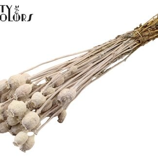 Gedroogde Slaapbol | Kleur: Frosted Wit | Papaver Somniferum Droogbloemen | Lengte ± 60 centimeter | Gewicht 200 gram | Per bos