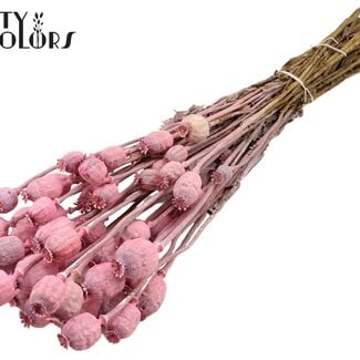 Gedroogde Slaapbol | Kleur: Frosted Roze | Papaver Somniferum Droogbloemen | Lengte ± 60 centimeter | Gewicht 200 gram | Per bos