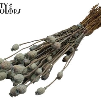 Gedroogde Slaapbol | Kleur: Frosted Lichtblauw | Papaver Somniferum Droogbloemen | Lengte ± 60 centimeter | Gewicht 200 gram | Per bos
