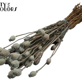 QC Gedroogde Slaapbol | Kleur: Frosted Lichtblauw | Papaver Somniferum Droogbloemen | Lengte ± 60 centimeter | Gewicht 200 gram | Per bos