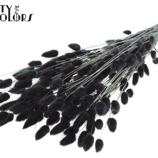 Gedroogde Hazenstaartjes Premium | Kleur: Zwart | Lagurus Ovatus droogbloemen | Lengte ± 70 centimeter | Gewicht 100 gram | Per bos