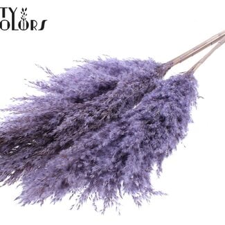 Gedroogde Pampas Pluimen | Kleur: Frosted Milkapaars | Pampas Droogbloemen | Lengte ± 100 centimeter | 5 pluimen per bos | Per bos