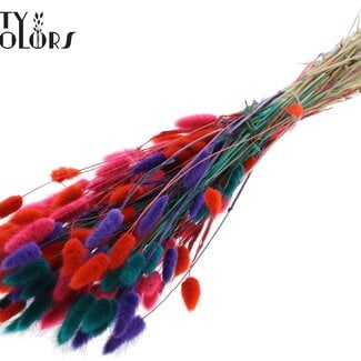 Gedroogde Hazenstaartjes Premium | Kleurrijk 4 | Kleur: Gemengde Kleuren | Lagurus Ovatus droogbloemen | Lengte ± 70 centimeter | Gewicht 100 gram | Per bos
