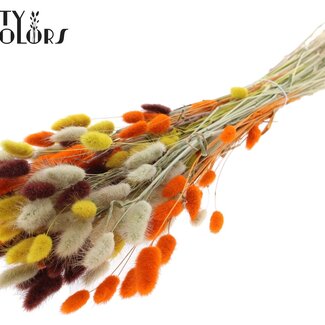 QC Getrocknete Hasenschwänzchen Premium | Bunt 3 | Farbe: Gemischte Farben | Lagurus Ovatus Trockenblumen | Länge ± 70 Zentimeter | Gewicht 100 Gramm | Pro Bund
