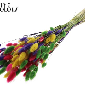 QC Dried Bunny Tails Premium | Colourful 2 | Colour: Mixed Colours | Lagurus Ovatus dried flowers | Length ± 70 centimetres | Weight 100 grams | Per bunch
