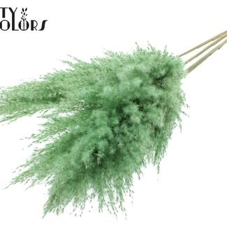 Gedroogde Pampas Pluimen | Kleur: Frosted Mintgroen | Pampas Droogbloemen | Lengte ± 100 centimeter | 5 pluimen per bos | Per bos
