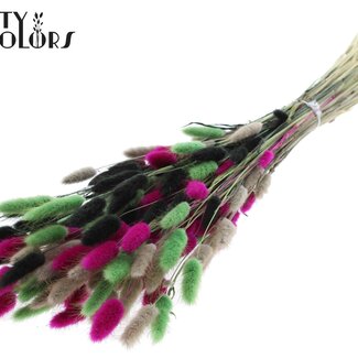QC Dried Bunny Tails Premium | Colourful 8 | Colour: Mixed Colours | Lagurus Ovatus dried flowers | Length ± 70 centimetres | Weight 100 grams | Per bunch