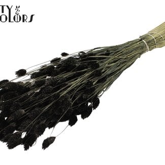 Gedroogde Phalaris | Kleur: Zwart | Kanariegras Droogbloemen | Lengte ± 60 centimeter | Gewicht 220 gram | Per bos