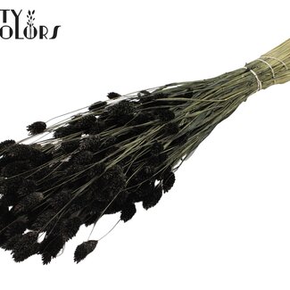 QC Getrocknete Phalaris | Farbe: Schwarz | Kanariengras Trockenblumen | Länge ± 60 Zentimeter | Gewicht 220 Gramm | Pro Bund