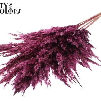 Gedroogde Pampas Pluimen | Kleur: Bordeauxrood | Pampas Droogbloemen | Lengte ± 100 centimeter | 5 pluimen per bos | Per bos