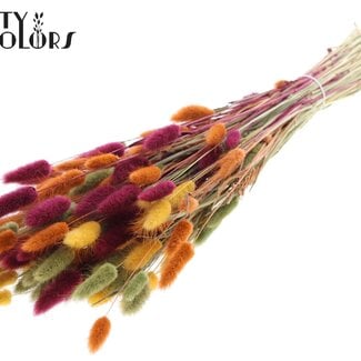 Gedroogde Hazenstaartjes Premium | Pumpkin Spice | Kleur: Gemengde Kleuren | Lagurus Ovatus droogbloemen | Lengte ± 70 centimeter | Gewicht 100 gram | Per bos