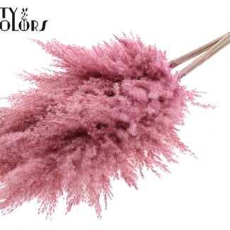 Gedroogde Pampas Pluimen | Kleur: Frosted Roze | Pampas Droogbloemen | Lengte ± 100 centimeter | 5 pluimen per bos | Per bos