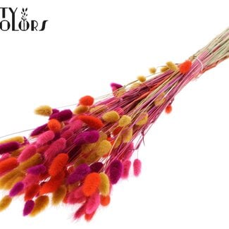Gedroogde Hazenstaartjes Premium | Kleurrijk 10 | Kleur: Gemengde Kleuren | Lagurus Ovatus droogbloemen | Lengte ± 70 centimeter | Gewicht 100 gram | Per bos