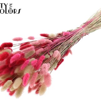 QC Gedroogde Hazenstaartjes Premium | Lady Mix | Kleur: Gemengde Kleuren | Lagurus Ovatus droogbloemen | Lengte ± 70 centimeter | Gewicht 100 gram | Per bos