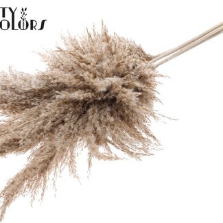 Gedroogde Pampas Pluimen | Kleur: Frosted Wit | Pampas Droogbloemen | Lengte ± 100 centimeter | 5 pluimen per bos | Per bos